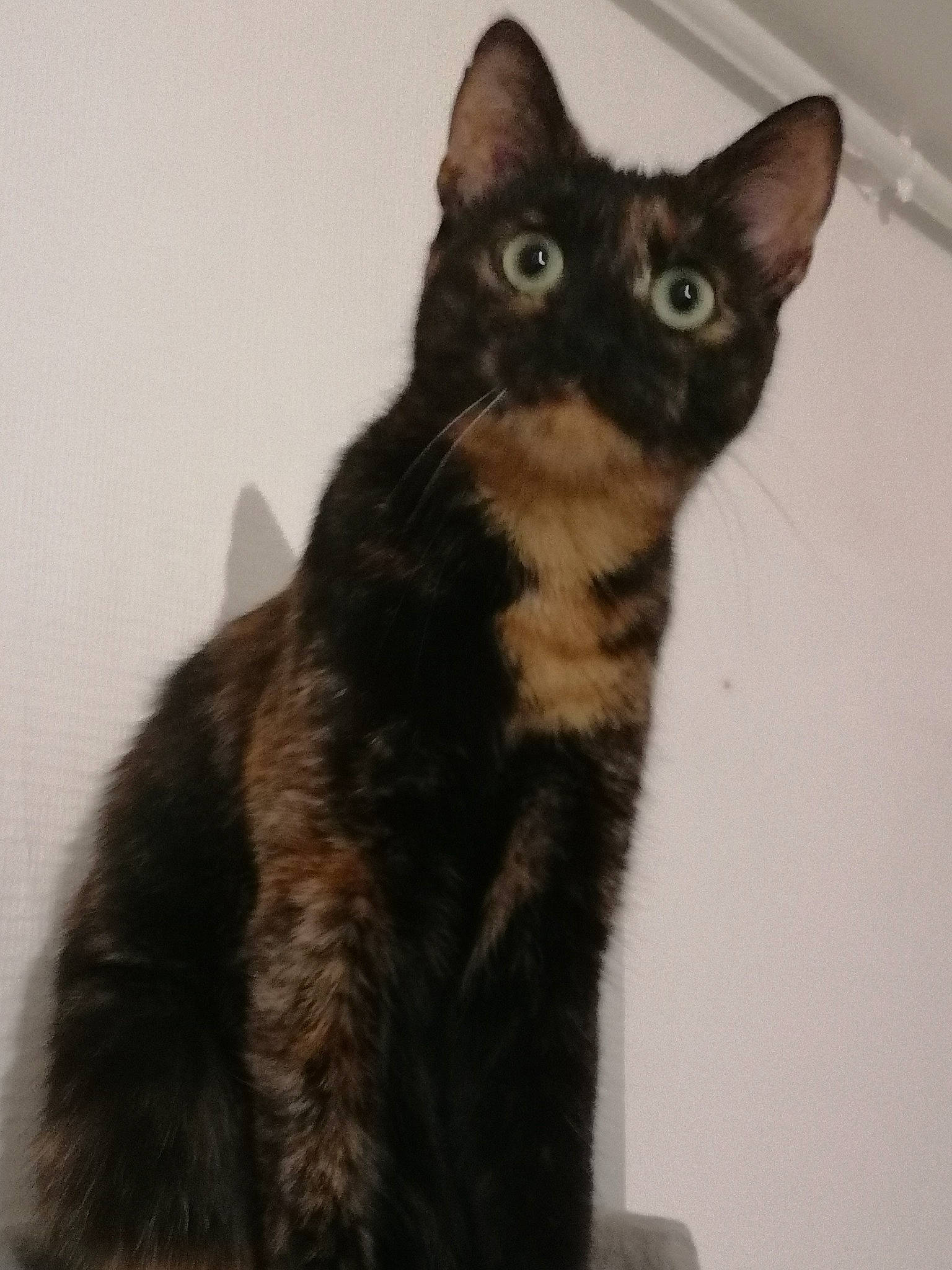 Millie a rejoint le concours — aidez-le/la à gagner de superbes lots ! american_wirehair, asian, black_cat, bombay, carnivore, cat, devon_rex, domestic_short_haired_cat, european_shorthair, felidae, german_rex, javanese, kitten, mammal, oriental_longhair, oriental_shorthair, rex_cat, small_to_medium_sized_cats, vertebrate, whiskers