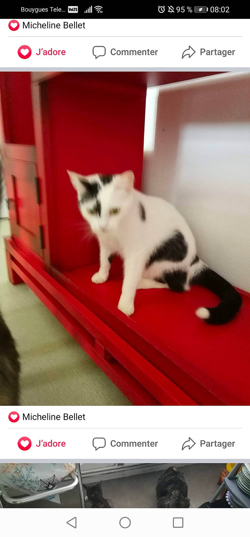 Pimkie participe au concours pour gagner de l'argent avec cette photo : carnivore, cat, domestic_short_haired_cat, felidae, kitten, photo_caption, polydactyl_cat, small_to_medium_sized_cats, whiskers