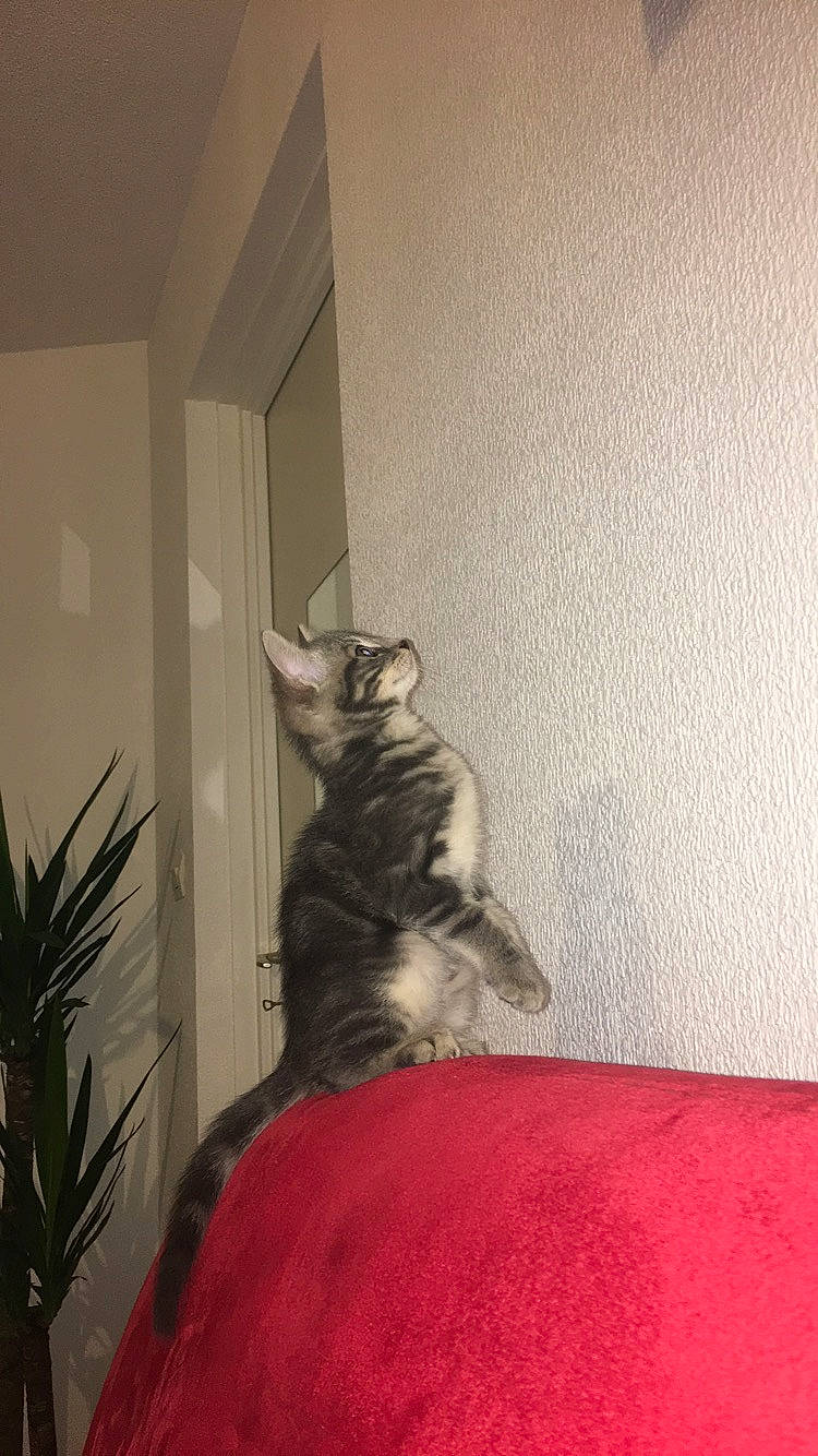 Effy participe au concours pour gagner de l'argent avec cette photo : asian, carnivore, cat, domestic_short_haired_cat, european_shorthair, felidae, fur, kitten, polydactyl_cat, room, small_to_medium_sized_cats, tabby_cat, tail, whiskers