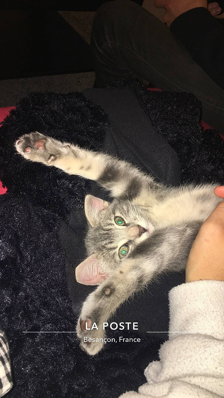 Effy a rejoint le concours — aidez-le/la à gagner de superbes lots ! carnivore, cat, claw, domestic_short_haired_cat, european_shorthair, felidae, kitten, leg, paw, polydactyl_cat, small_to_medium_sized_cats, tail, whiskers