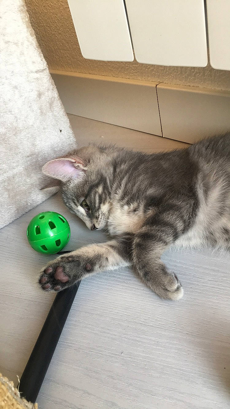 Effy a rejoint le concours — aidez-le/la à gagner de superbes lots ! american_curl, american_shorthair, ball, carnivore, cat, domestic_short_haired_cat, dragon_li, european_shorthair, felidae, kitten, mammal, nebelung, norwegian_forest_cat, pixie_bob, russian_blue, small_to_medium_sized_cats, tabby_cat, whiskers