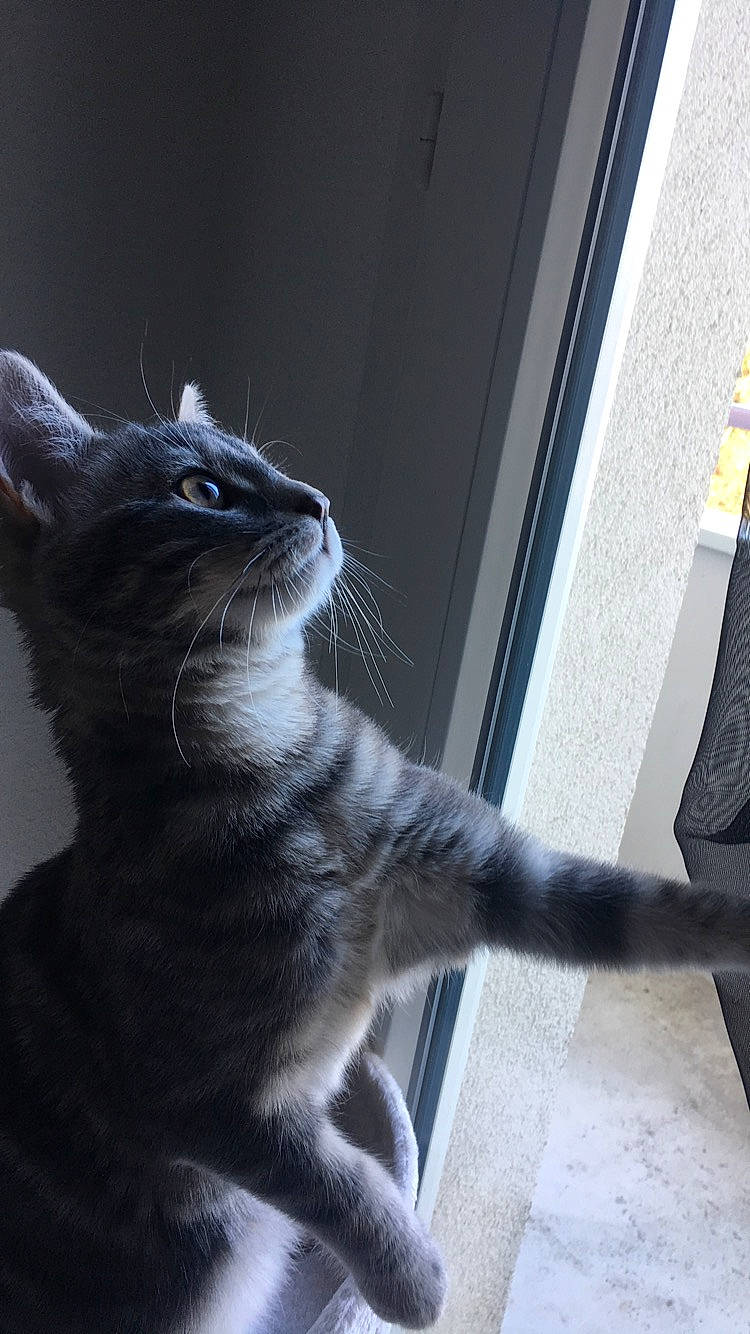 Effy a rejoint le concours — aidez-le/la à gagner de superbes lots ! asian, black_and_white, black_cat, carnivore, cat, domestic_short_haired_cat, european_shorthair, felidae, fur, kitten, korat, mammal, russian_blue, small_to_medium_sized_cats, snout, tabby_cat, tail, whiskers, window