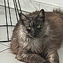 cat, gray_cat, fluffy_fur, green_eyes, indoor, floor, tile_floor, relaxed, pet, animal, feline, resting, home, chair_base, metal_chair, closeup, portrait, whiskers, ears, paws