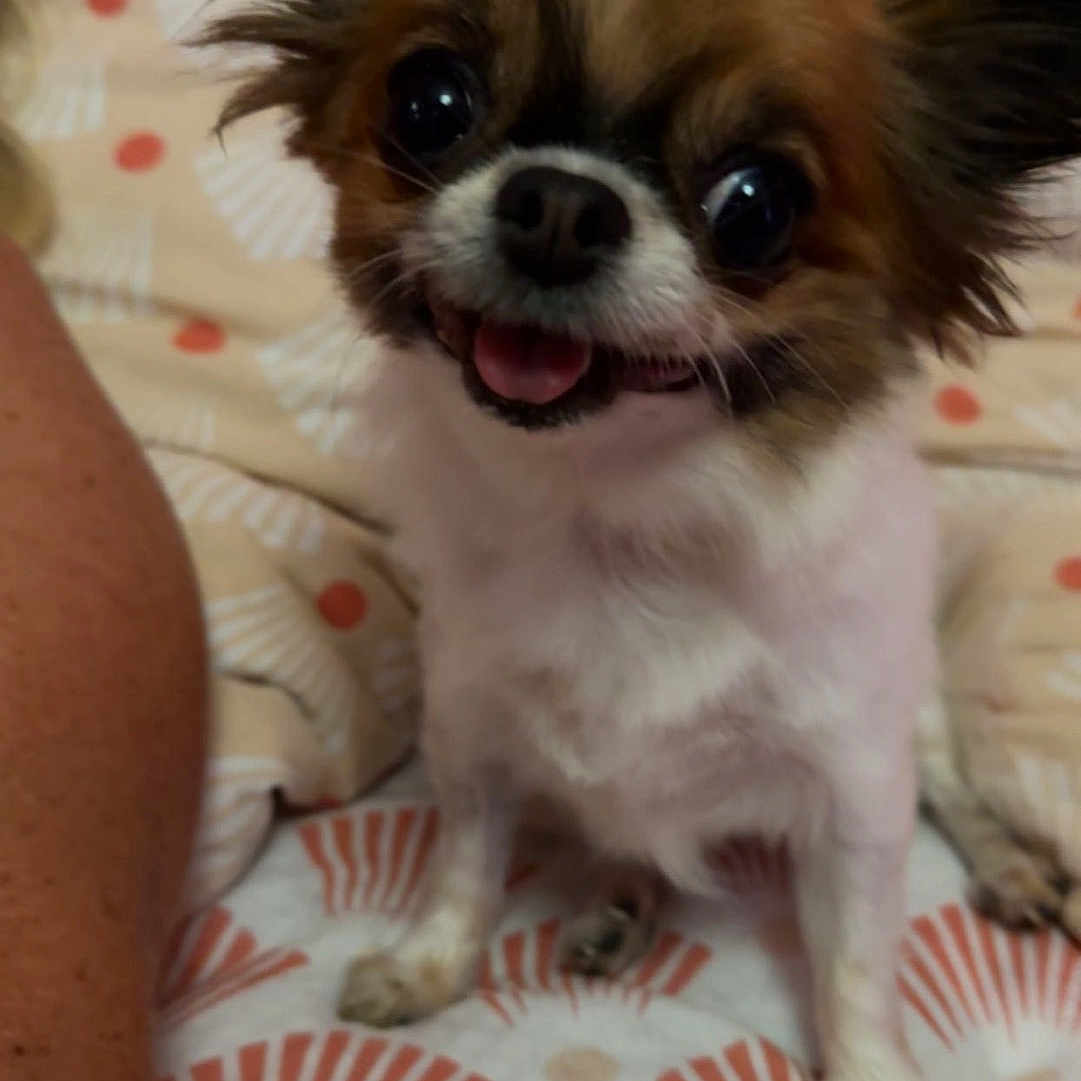 Chanel a rejoint le concours — aidez-le/la à gagner de superbes lots ! animal, bed, blanket, companion, cozy, cute, dog, domestic_animal, ears, face, friendly, fur, happy, indoor, pattern, pet, sitting, small_dog, smiling, tongue