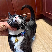 Murik joined the competition — help win amazing prizes! black_and_white, bow_tie, cabinet, cat, close_up, collar, cute, domestic_cat, feline, floor, hand, happy, indoor, kitchen, pet, scratching, tail, tuxedo_cat, whiskers, wooden_floor