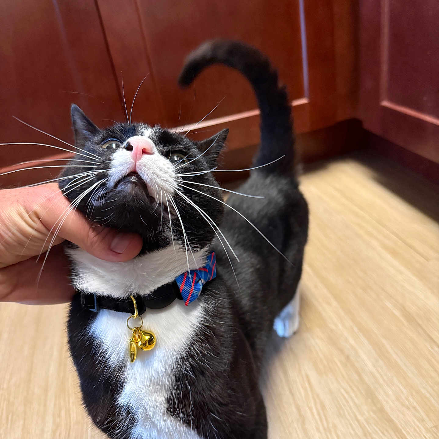 Murik joined the competition — help win amazing prizes! black_and_white, bow_tie, cabinet, cat, close_up, collar, cute, domestic_cat, feline, floor, hand, happy, indoor, kitchen, pet, scratching, tail, tuxedo_cat, whiskers, wooden_floor