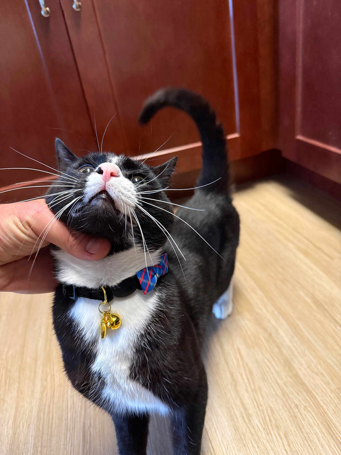 Murik joined the competition — help win amazing prizes! black_and_white, bow_tie, cabinet, cat, close_up, collar, cute, domestic_cat, feline, floor, hand, happy, indoor, kitchen, pet, scratching, tail, tuxedo_cat, whiskers, wooden_floor