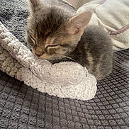 Opale participe au concours pour gagner de l'argent avec cette photo : kitten, sleeping, cat, blanket, cozy, indoor, texture, resting, feline, cute, soft, nap, pet, fur, young, comfort, animal, small, peaceful, domestic