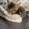 kitten, sleeping, cat, blanket, cozy, indoor, texture, resting, feline, cute, soft, nap, pet, fur, young, comfort, animal, small, peaceful, domestic