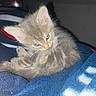 kitten, cat, gray_tabby, feline, fur, pet, animal, cozy, blanket, sleepy, cute, small, indoor, young, whiskers, ears, blue, texture, resting, curious