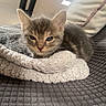kitten, cat, animal, pet, feline, cute, sleepy, blanket, couch, indoor, cozy, texture, fur, resting, young, small, light, window, beam, home