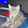 kitten, cat, gray_cat, blue_eyes, blanket, striped_blanket, indoor, cute, small_animal, pet, feline, fur, sitting, young_cat, animal, cozy, resting, domestic_cat, curious, soft_light