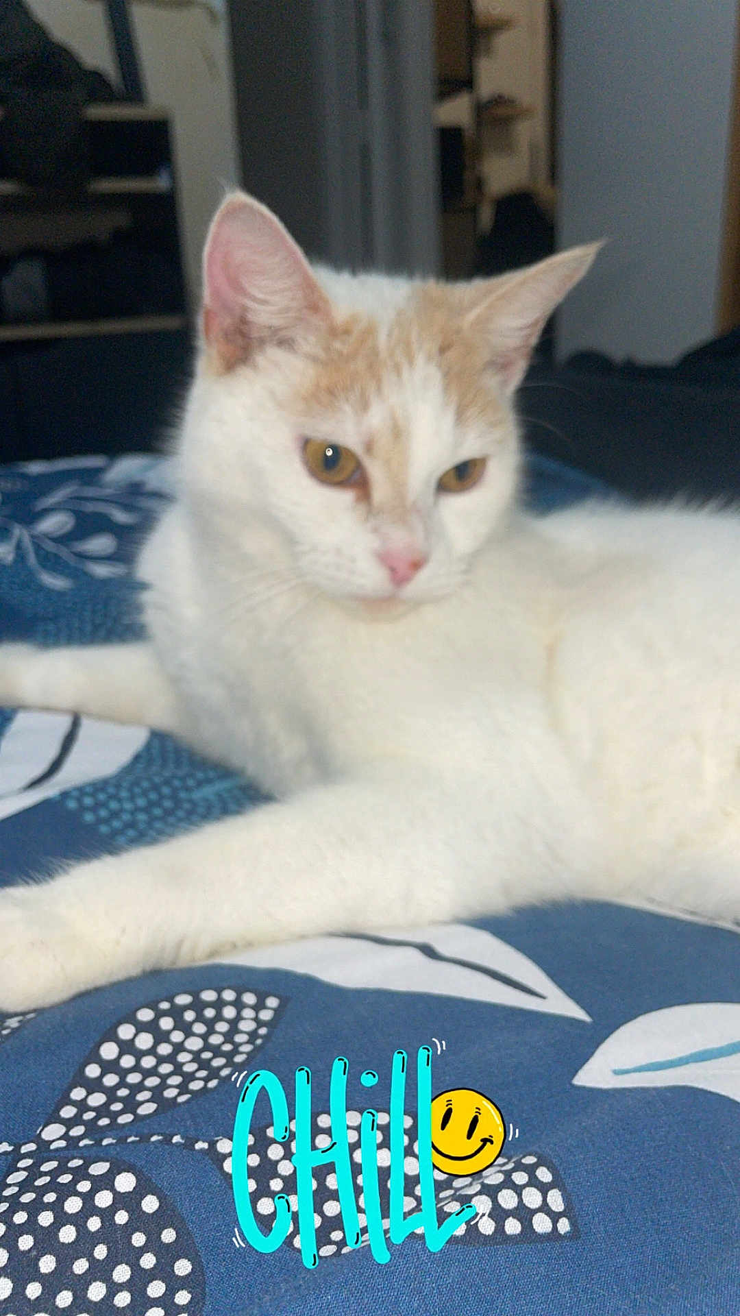 Chanel a rejoint le concours — aidez-le/la à gagner de superbes lots ! abyssinian, accessories, angora, animal, applique, cat, cushion, envelope, greetingcard, homedecor, kitten, linen, mail, manx, pattern, pet, quilt, siamese, strap
