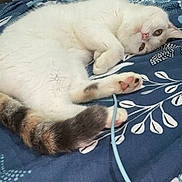 Chanel a rejoint le concours — aidez-le/la à gagner de superbes lots ! abyssinian, angora, animal, bed, bedroom, blanket, cat, couch, furniture, homedecor, indoors, kitten, linen, manx, person, pet, quilt, room, siamese, sleeping