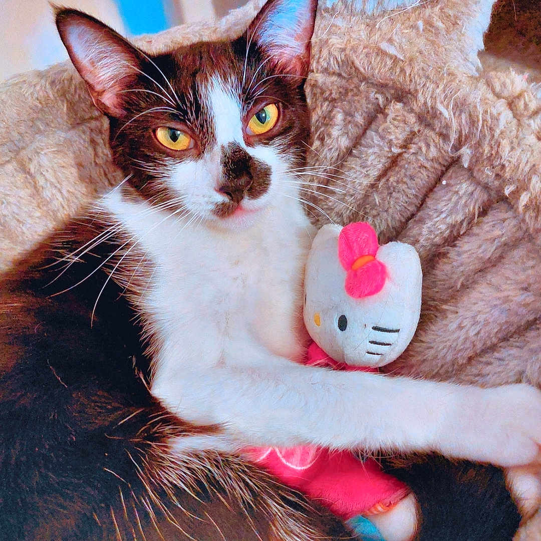 Popy participe au concours pour gagner de l'argent avec cette photo : abyssinian, animal, bed, blanket, cat, couch, doll, egyptiancat, face, furniture, head, kitten, manx, person, pet, photography, plush, portrait, siamese, toy