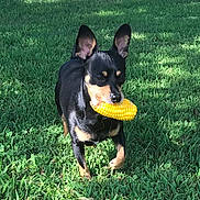 Chopper is registered to the contest to win money with this photo: dog, grass, corn, outdoor, pet, animal, black, tan, ears, mouth, nature, summer, playful, greenery, leaf, canine, daylight, field, walking, cute