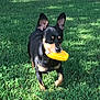 dog, grass, corn, outdoor, pet, animal, black, tan, ears, mouth, nature, summer, playful, greenery, leaf, canine, daylight, field, walking, cute