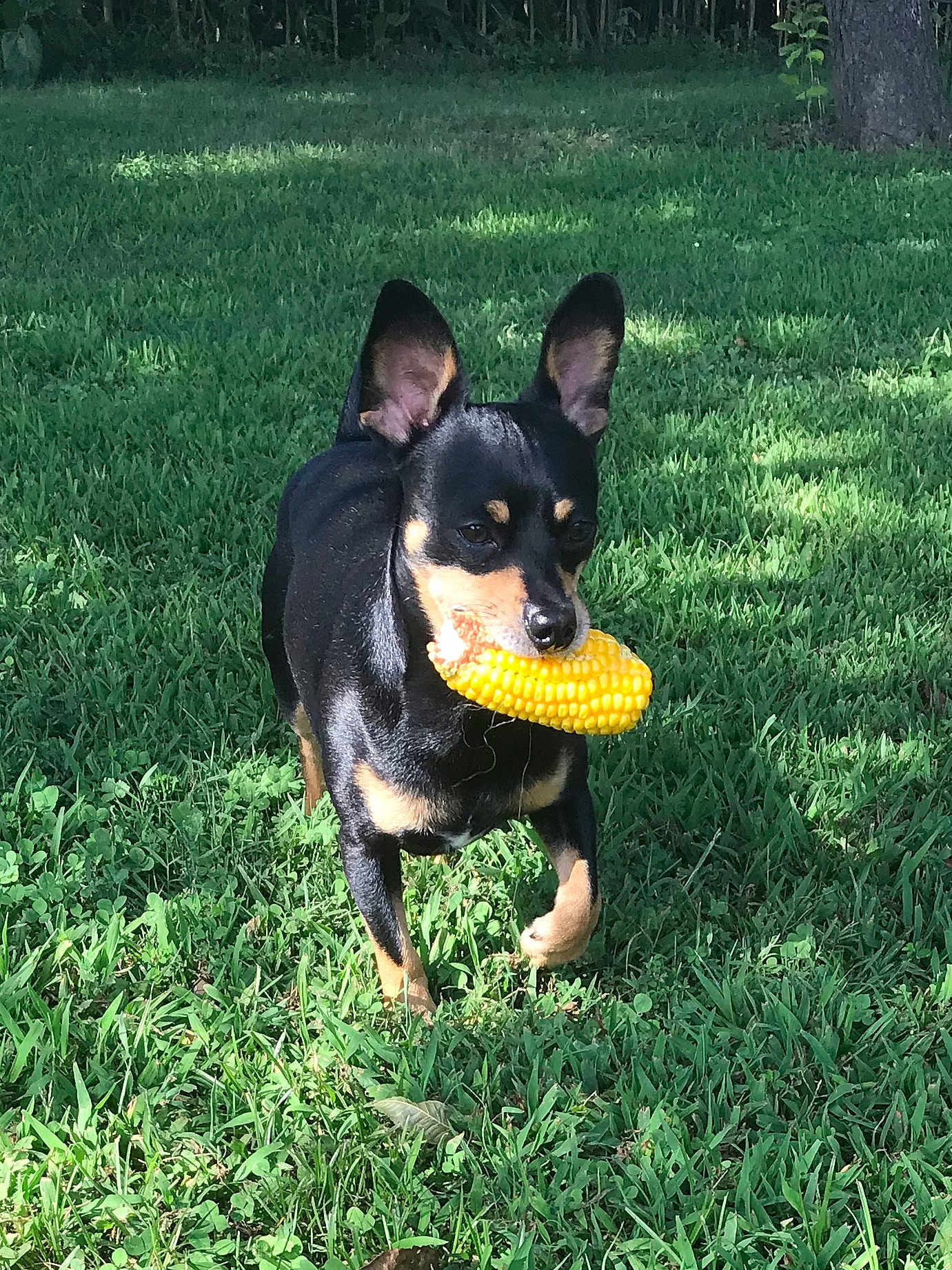Chopper is registered to the contest to win money with this photo: dog, grass, corn, outdoor, pet, animal, black, tan, ears, mouth, nature, summer, playful, greenery, leaf, canine, daylight, field, walking, cute