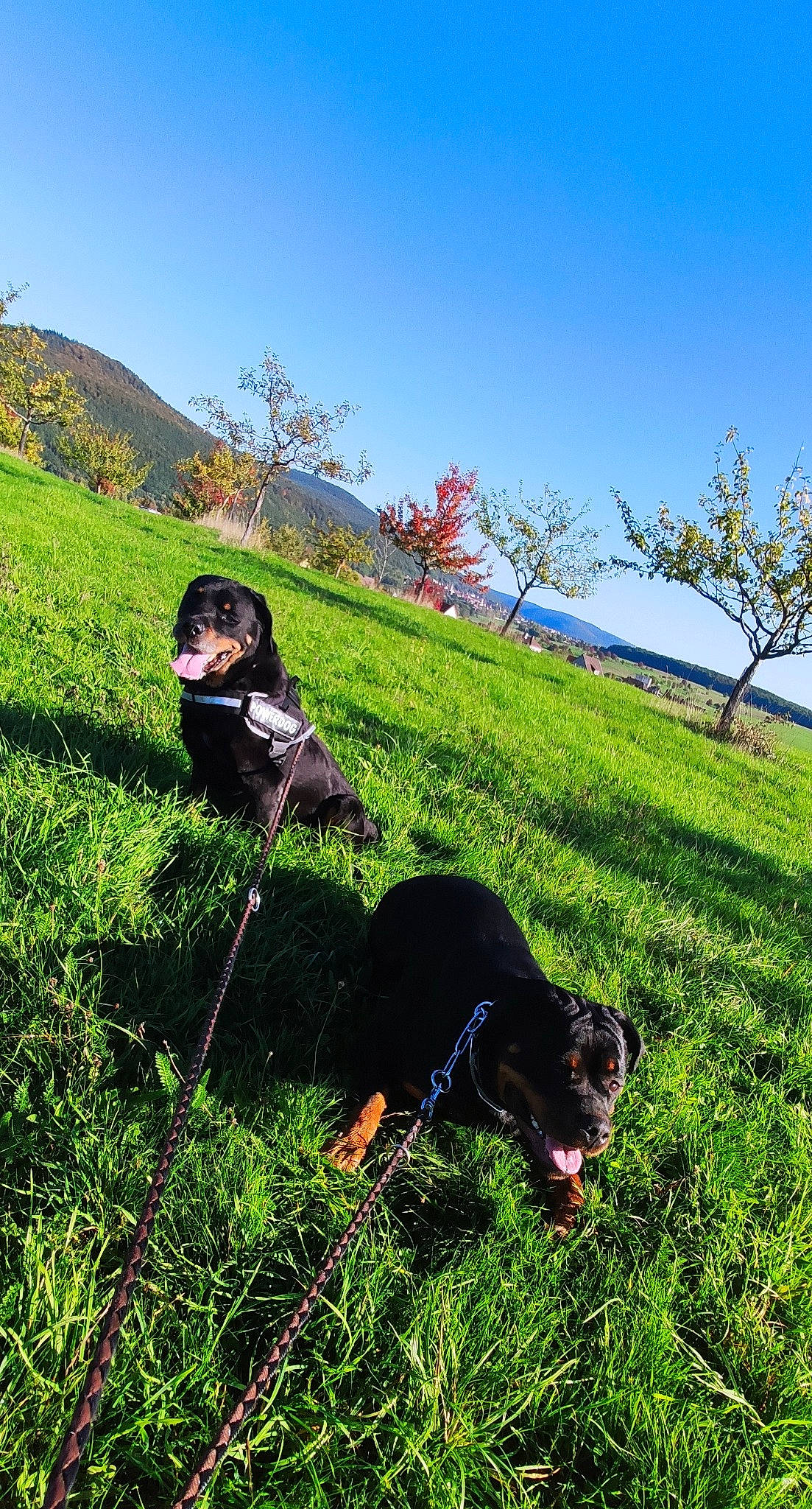 Fidjy participe au concours pour gagner de l'argent avec cette photo : agriculture, carnivore, companion_dog, dog, dog_breed, fawn, grass, grass_family, grassland, happy, landscape, lawn, leisure, meadow, people_in_nature, plant, prairie, sky, tree, working_animal