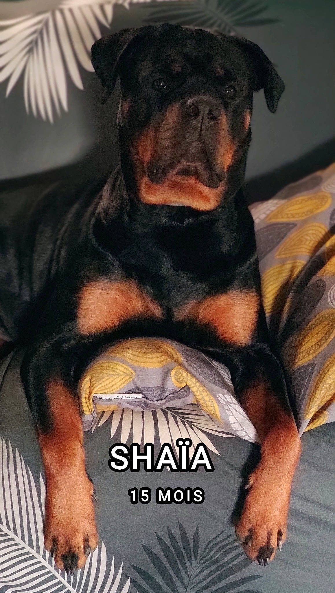 Shaïa participe au concours pour gagner de l'argent avec cette photo : ancient_dog_breeds, canidae, carnivore, companion_dog, dog, dog_breed, fur, giant_dog_breed, guard_dog, liver, molosser, rottweiler, snout, sporting_group, terrestrial_animal, whiskers, working_animal, working_dog