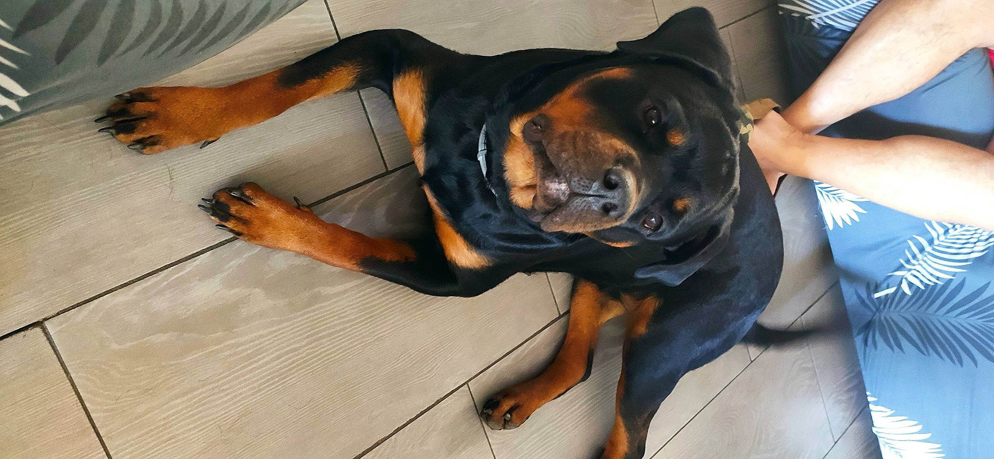 Shaïa a rejoint le concours — aidez-le/la à gagner de superbes lots ! canidae, carnivore, collar, companion_dog, dog, dog_breed, dog_collar, ear, fawn, guard_dog, hound, hunting_dog, paw, rottweiler, smile, snout, sporting_group, whiskers, working_animal, working_dog