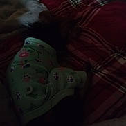 Angel joined the competition — help win amazing prizes! animal, bed, blanket, bone_prints, clothing, cozy, cute, dark, dog, fur, green_outfit, indoor, low_light, lying_down, paw_prints, pet, red_plaid, resting, sleeping, small_dog