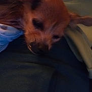 Angel is registered to the contest to win money with this photo: blanket, blurry, closeup, cozy, dog, ear, fabric, fur, indoor, lap, low_light, muzzle, nose, pet, portrait, puppy, resting, sleeping, snout, whiskers