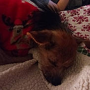 Angel joined the competition — help win amazing prizes! dog, sleeping, blanket, red_sweater, reindeer_design, bedspread, snowflake_pattern, person, resting, cozy, indoor, pet, fur, small_dog, holiday_theme, textile, comfort, relaxation, animal, warmth
