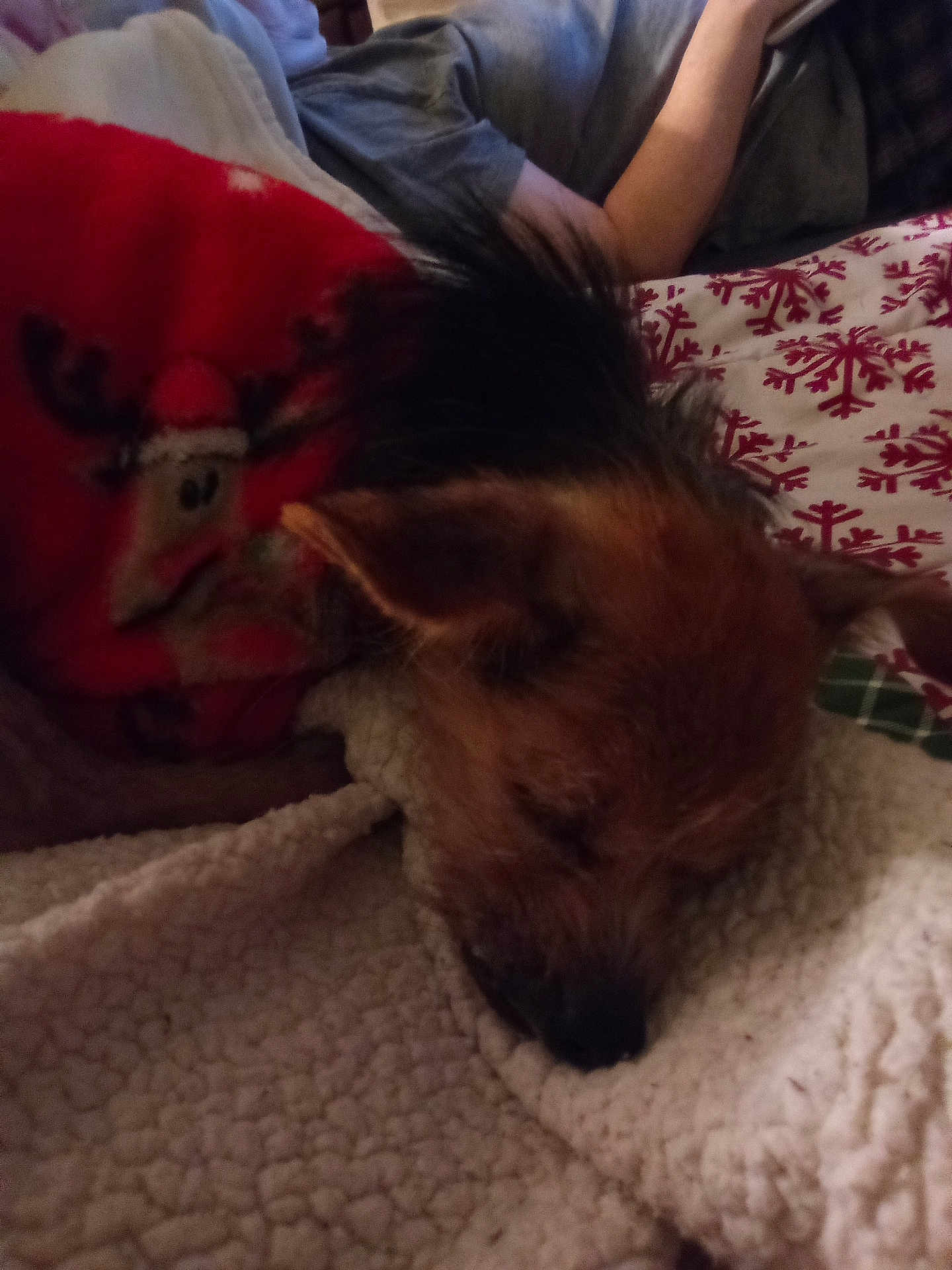 Angel joined the competition — help win amazing prizes! dog, sleeping, blanket, red_sweater, reindeer_design, bedspread, snowflake_pattern, person, resting, cozy, indoor, pet, fur, small_dog, holiday_theme, textile, comfort, relaxation, animal, warmth