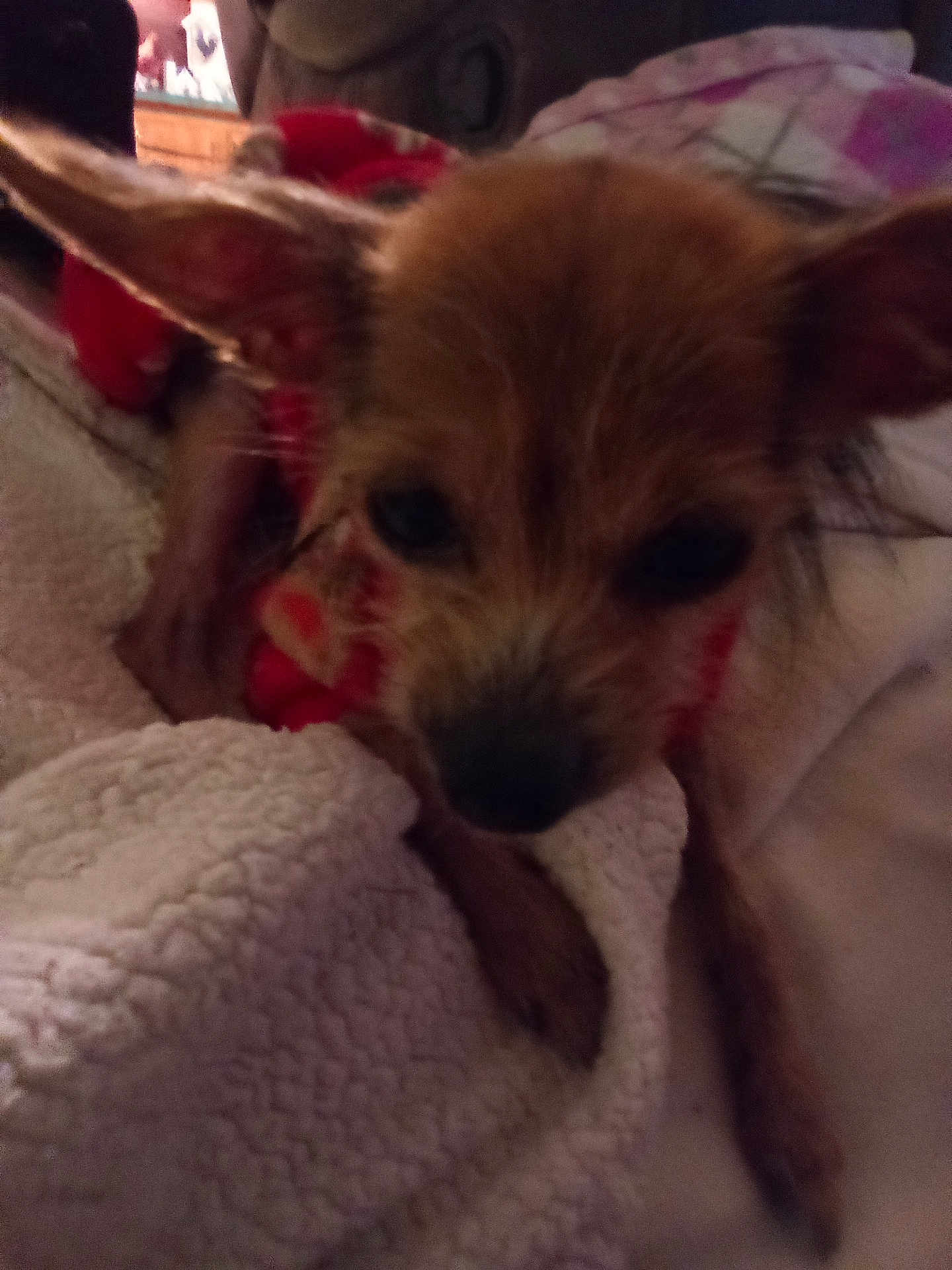 Angel joined the competition — help win amazing prizes! animal, bed, blanket, brown_fur, close_up, comfort, cozy, cute, dog, ears, face, fur, indoor, paw, pet, resting, sleepy, small_dog, soft, warm