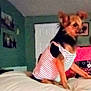 Angel joined the competition — help win amazing prizes! animal, bed, blanket, blurred, canine, cozy, cute, dog, domestic, framed_pictures, furniture, green_walls, home, indoor, pet, pillow, room, sitting, small_dog, striped_shirt