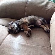 Coco joined the competition — help win amazing prizes! puppy, dog, sleeping, couch, brown, fur, tongue_out, nap, indoor, pet, cozy, resting, cute, animal, small, furniture, relaxing, home, soft, adorable