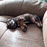 adorable, animal, brown, couch, cozy, cute, dog, fur, furniture, home, indoor, nap, pet, puppy, relaxing, resting, sleeping, small, soft, tongue_out