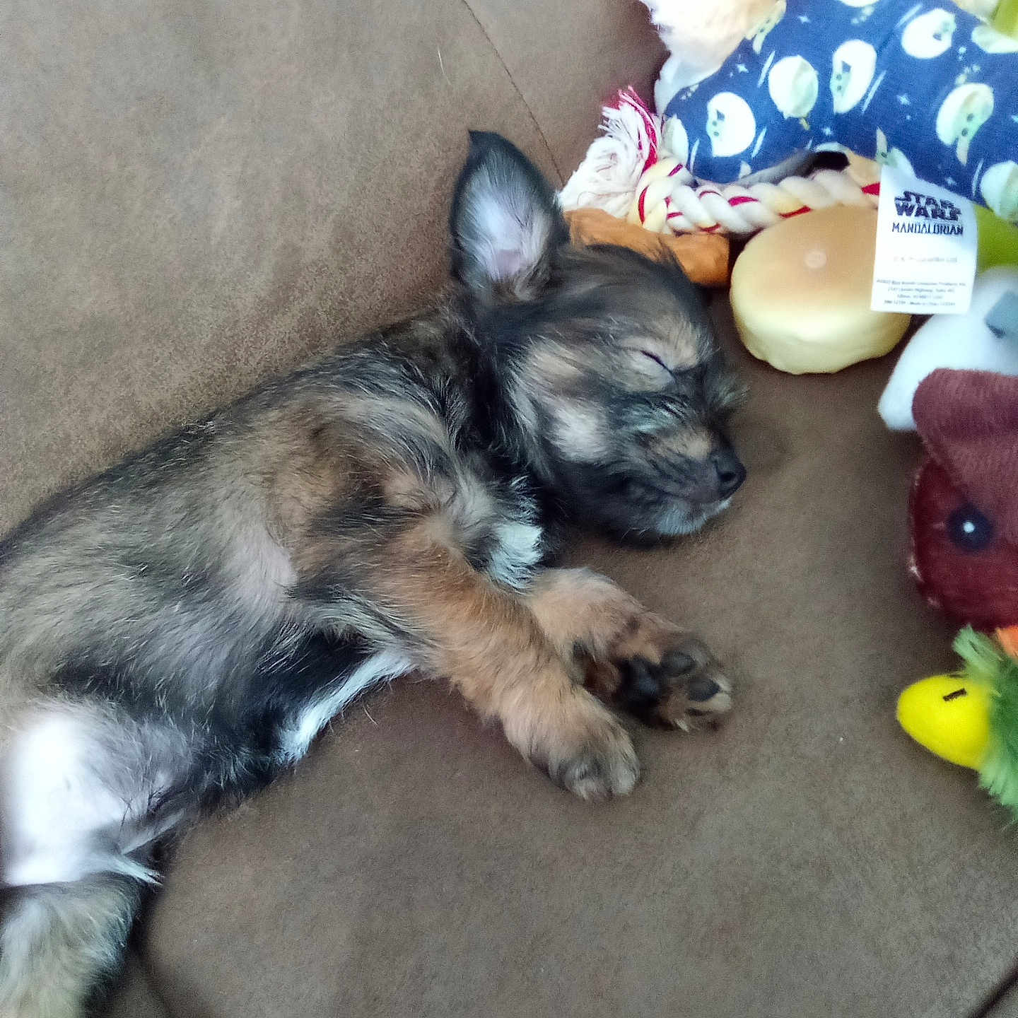 Coco is registered to the contest to win money with this photo: puppy, sleeping, brown_couch, plush_toys, toy_bone, mandalorian, soft_toys, cute, pet, fur, small_dog, resting, indoor, cozy, animal, adorable, puppy_nap, toy_rope, toy_squeaky, relaxed