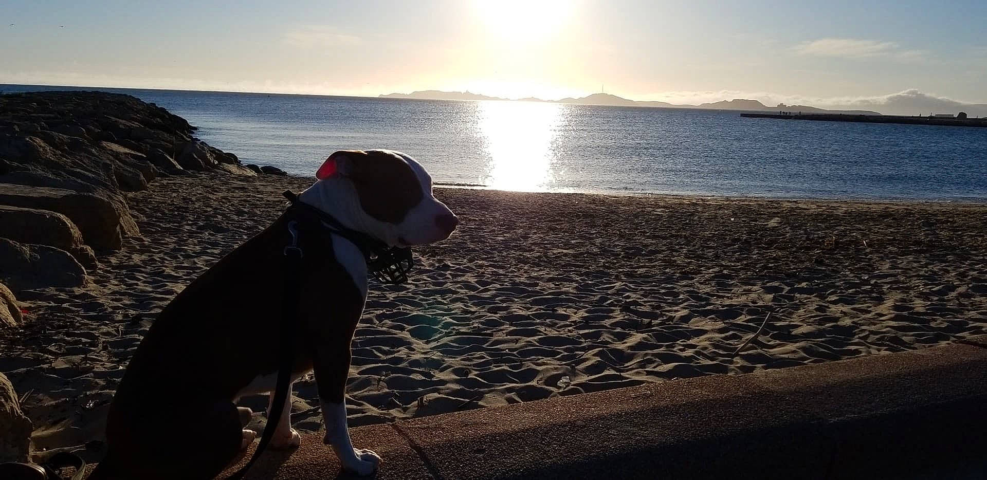 Kaiser participe au concours pour gagner de l'argent avec cette photo : beach, canidae, carnivore, cloud, coast, dog, dog_breed, dog_walking, horizon, meteorological_phenomenon, morning, mountain, ocean, sea, sky, sporting_group, sunlight, sunset, vacation, wilderness