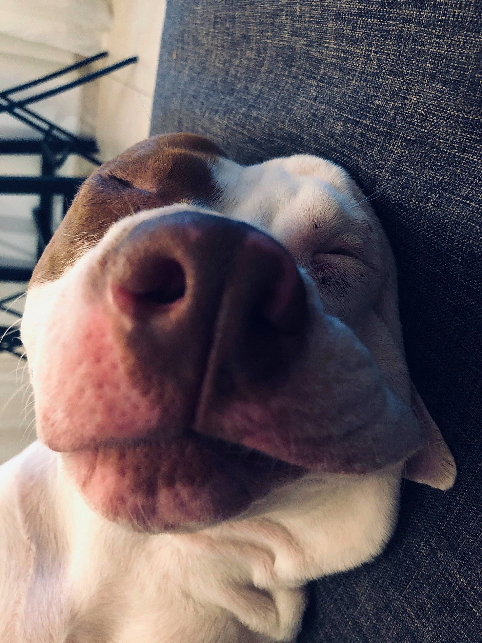 Kaiser a rejoint le concours — aidez-le/la à gagner de superbes lots ! american_bulldog, canidae, carnivore, companion_dog, dog, dog_breed, ear, fawn, french_bulldog, head, mouth, non_sporting_group, nose, old_english_bulldog, pit_bull, pointer, puppy_love, snout, sporting_group, wrinkle