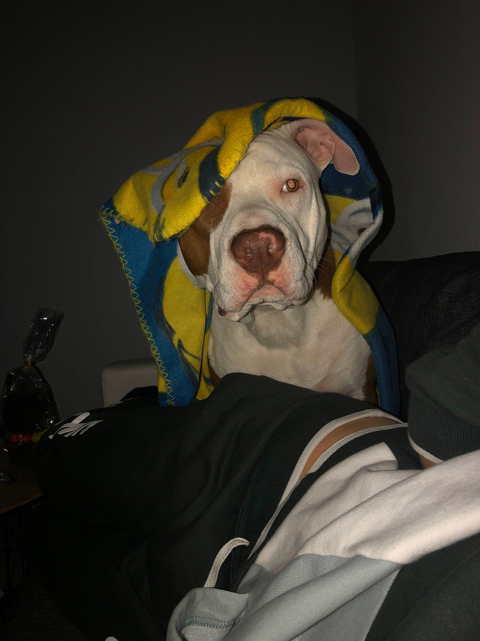 Kaiser a rejoint le concours — aidez-le/la à gagner de superbes lots ! american_bulldog, american_pit_bull_terrier, american_staffordshire_terrier, bulldog, canidae, carnivore, dog, dog_breed, ear, fawn, non_sporting_group, olde_english_bulldogge, pit_bull, snout, sporting_group