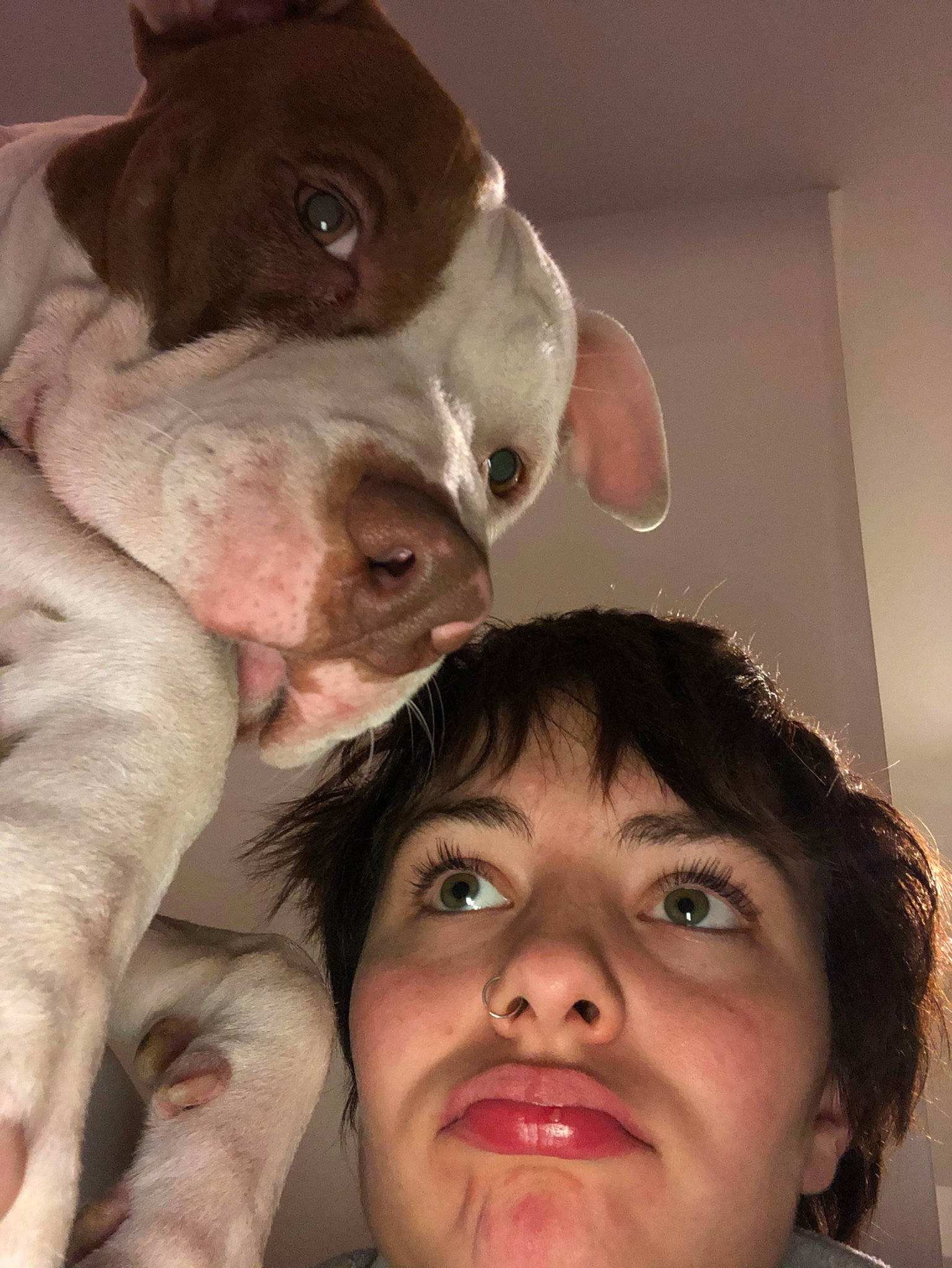 Kaiser participe au concours pour gagner de l'argent avec cette photo : boston_terrier, canidae, carnivore, companion_dog, dog, dog_breed, ear, fawn, head, jaw, mouth, nose, photography, pit_bull, puppy_love, selfie, snout, sporting_group, whiskers