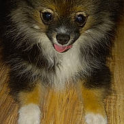 Waylon is registered to the contest to win money with this photo: dog, puppy, small_dog, fluffy, tongue_out, brown_fur, black_fur, white_fur, pet, animal, cute, looking_up, wooden_floor, indoor, fur, face, ears, paws, playful, adorable