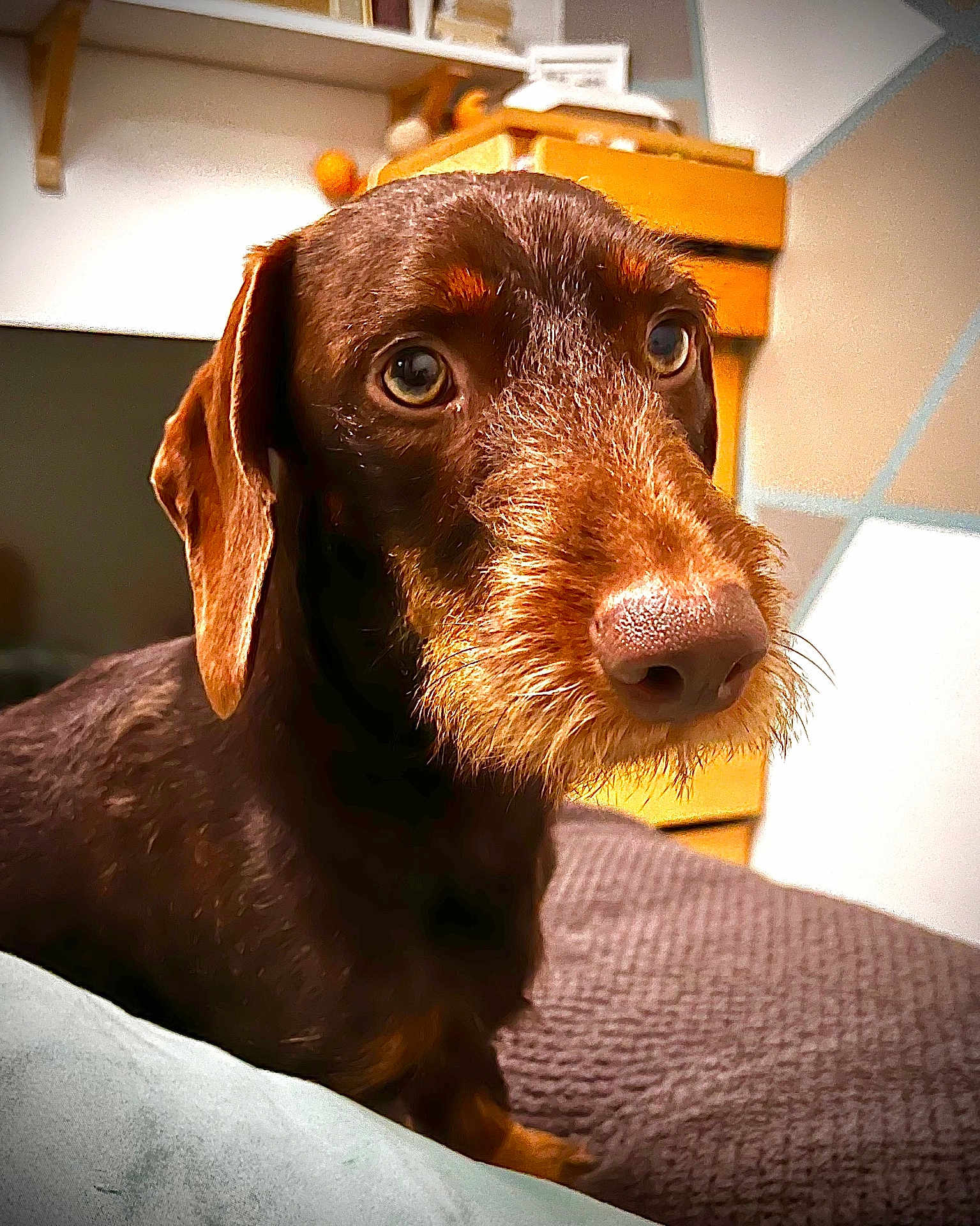 Basile a rejoint le concours — aidez-le/la à gagner de superbes lots ! dog, brown_dog, pet, close_up, indoor, furniture, blanket, cozy, curious, beard, snout, ears, animal, fur, portrait, looking, home, wooden_drawer, soft_light, texture