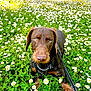 dog, brown_dog, daisy, flowers, field, grass, greenery, leash, outdoor, nature, pet, canine, closeup, spring, summer, animal, flora, plant, sunlight, daytime