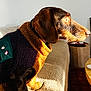 Basile a rejoint le concours — aidez-le/la à gagner de superbes lots ! dog, dachshund, pet, fleece_jacket, indoor, sunlight, cozy, brown, black, fur, side_view, couch, table, living_room, focused, warm_light, animal, domestic_pet, portrait, sitting