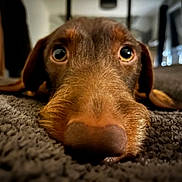 Basile a rejoint le concours — aidez-le/la à gagner de superbes lots ! dog, brown_dog, close_up, carpet, nose, eyes, whiskers, pet, animal, lying_down, indoor, blurred_background, fur, muzzle, cute, domestic_animal, portrait, head, snout, canine