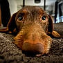 dog, brown_dog, close_up, carpet, nose, eyes, whiskers, pet, animal, lying_down, indoor, blurred_background, fur, muzzle, cute, domestic_animal, portrait, head, snout, canine