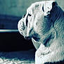dog, bulldog, side_profile, pet, animal, wrinkles, fur, close_up, portrait, indoor, canine, mammal, white_fur, muscular, snout, ears, calm, domestic_animal, texture, shadow