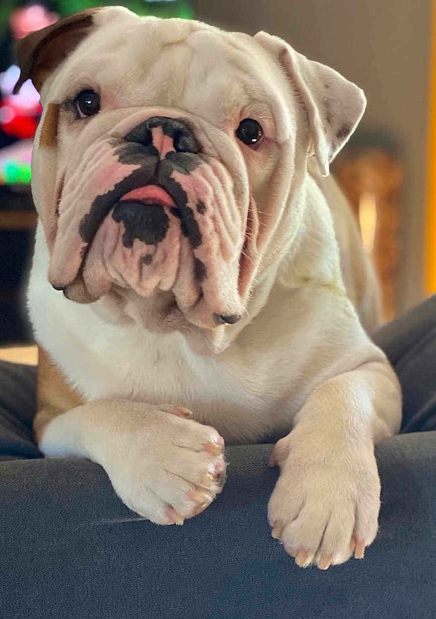 Pumba a rejoint le concours — aidez-le/la à gagner de superbes lots ! bulldog, dog, pet, animal, close_up, indoor, couch, paw, fur, wrinkles, cute, portrait, mammal, domestic_animal, face, snout, ears, looking_at_camera, resting, companion