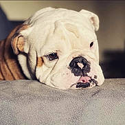 Pumba a rejoint le concours — aidez-le/la à gagner de superbes lots ! bulldog, dog, pet, close_up, resting, indoor, fur, wrinkles, face, nose, ears, brown, white, expression, animal, portrait, cute, soft, texture, relaxed