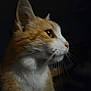 cat, ginger_cat, white_fur, close_up, side_profile, whiskers, animal, pet, feline, portrait, dark_background, soft_lighting, fur, ears, nose, muzzle, domestic_cat, looking_away, indoor, quiet