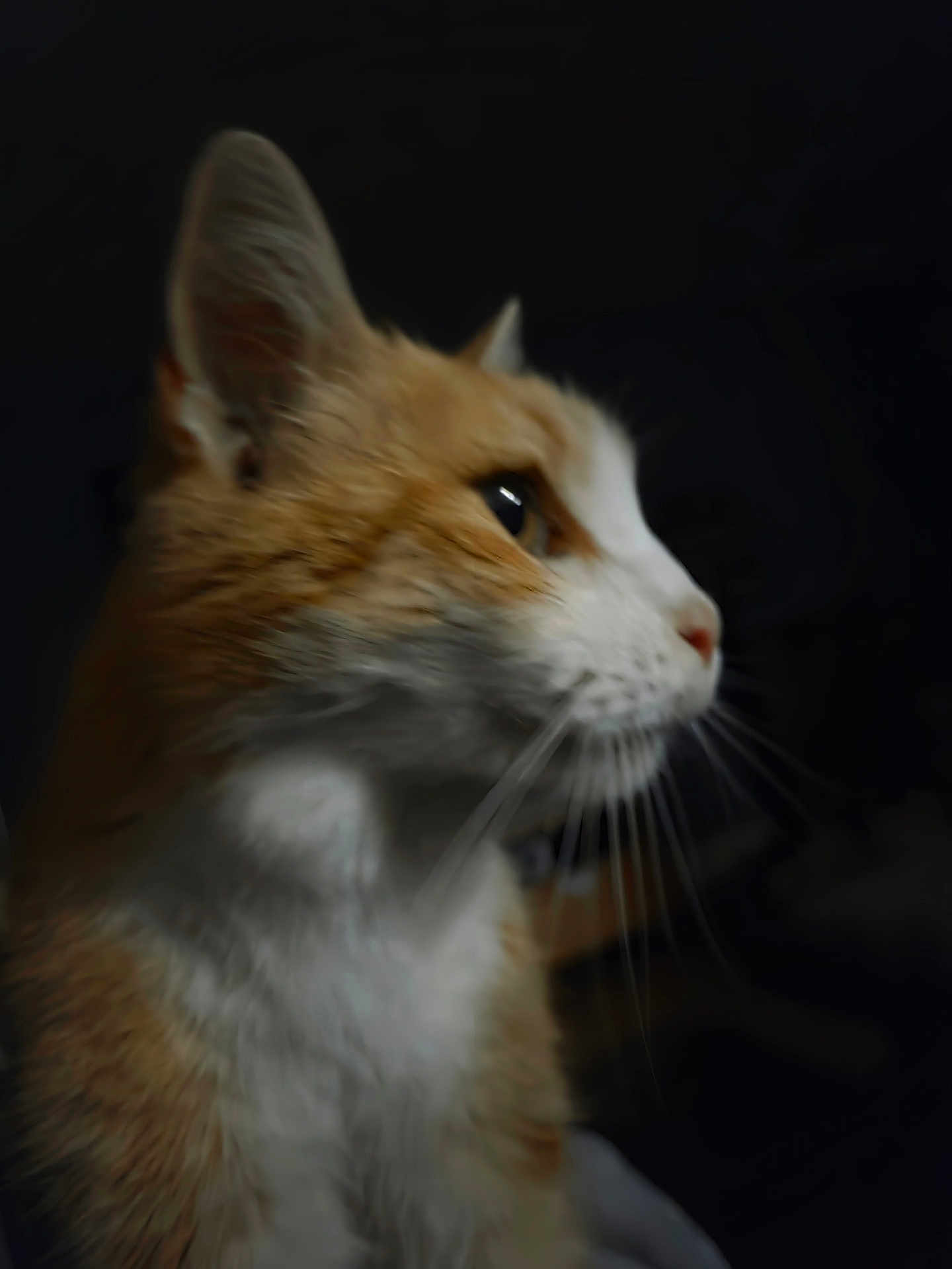Fifille participe au concours pour gagner de l'argent avec cette photo : cat, ginger_cat, white_fur, close_up, side_profile, whiskers, animal, pet, feline, portrait, dark_background, soft_lighting, fur, ears, nose, muzzle, domestic_cat, looking_away, indoor, quiet