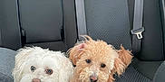 Ziggy is registered to the contest to win money with this photo: dog, white_dog, apricot_dog, car_interior, backseat, seatbelt, pet, fur, cute, animal, companion, collar, leisure, indoor, car_seat, friendship, two_dogs, looking, resting, curious